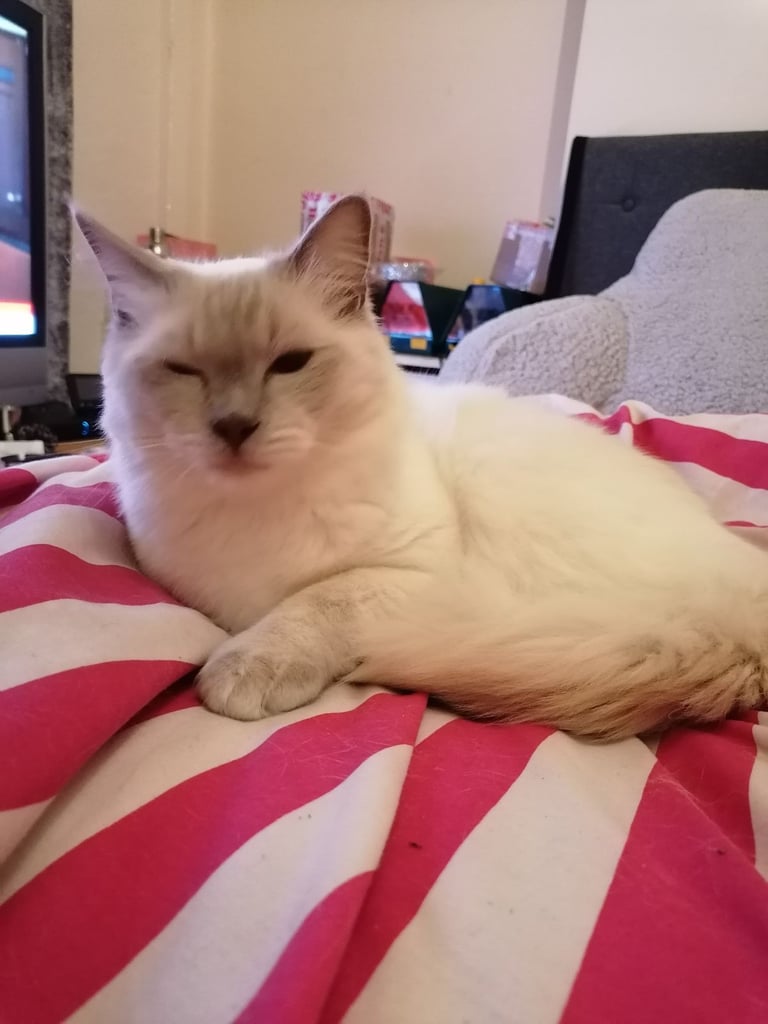 Lilac male ragdoll 
