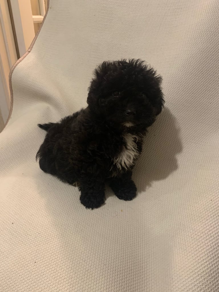 image for Cockatoo puppies 