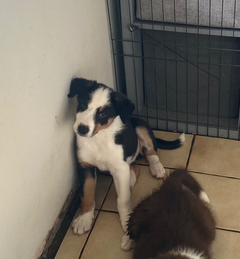 Female BorderCollie pups