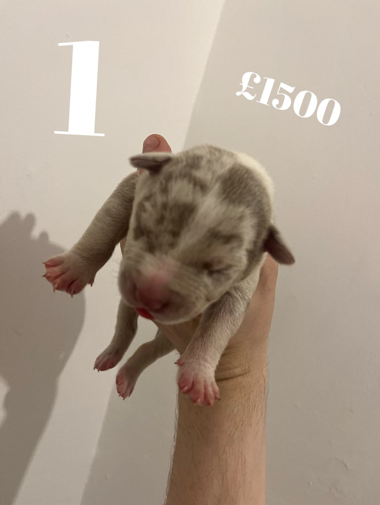 American Bull Dog Bully