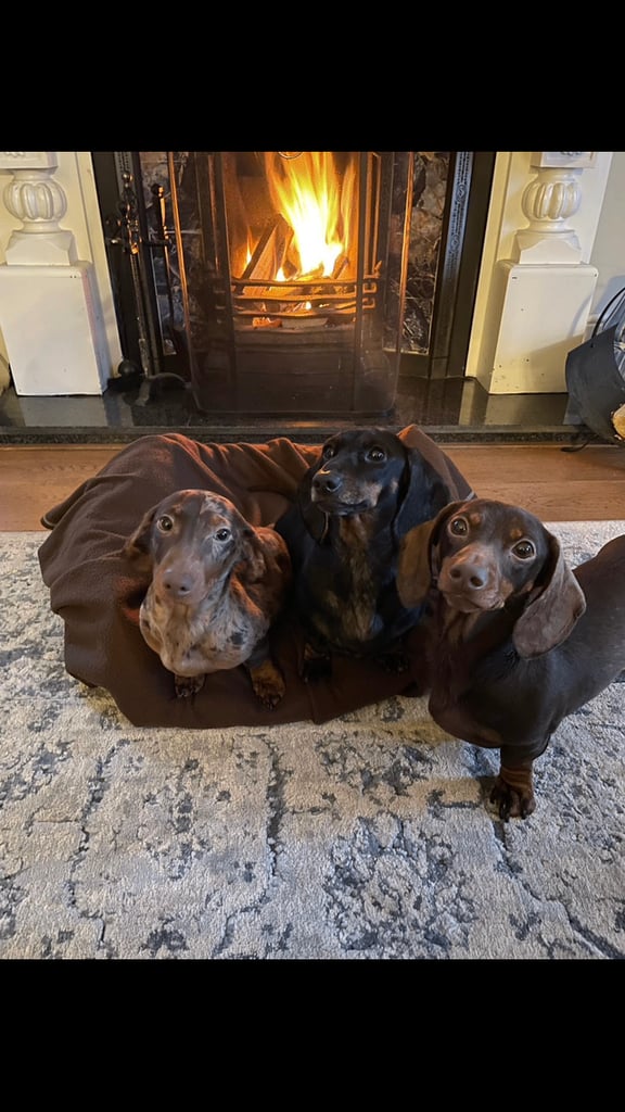 3 Pedigree miniature smooth dachshund puppies available now- £950 each 