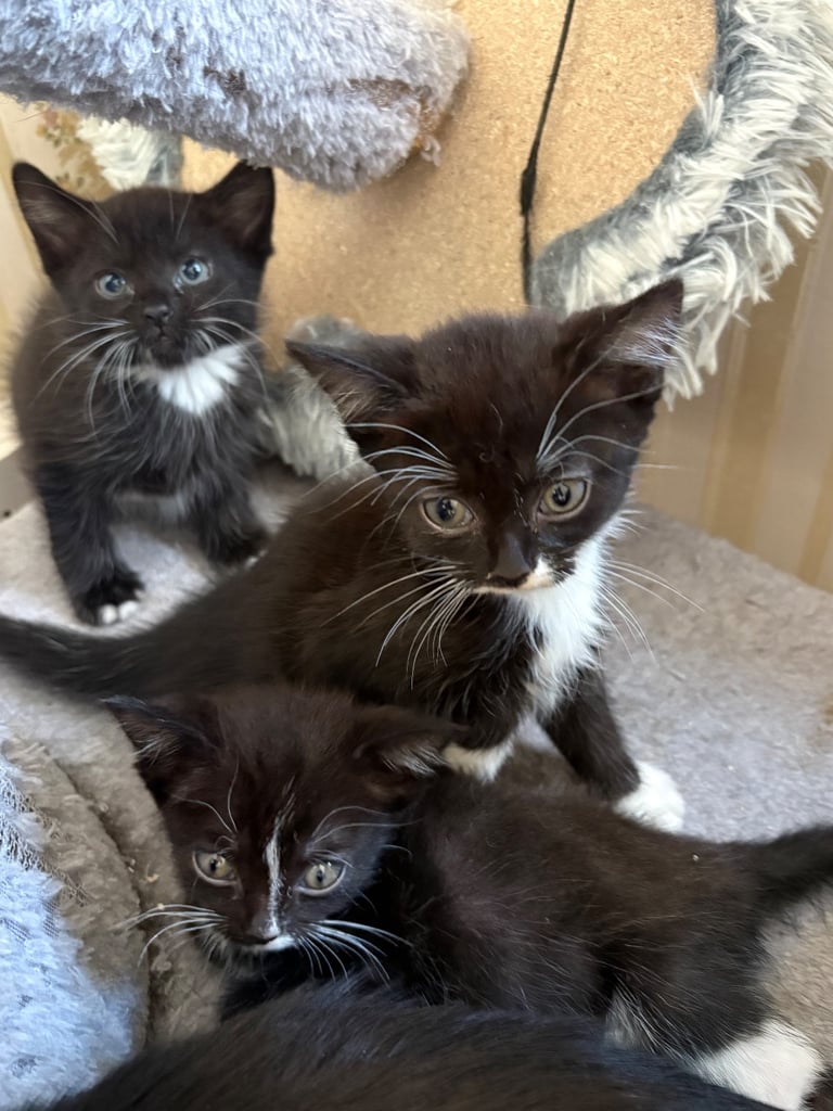 Kittens for sale