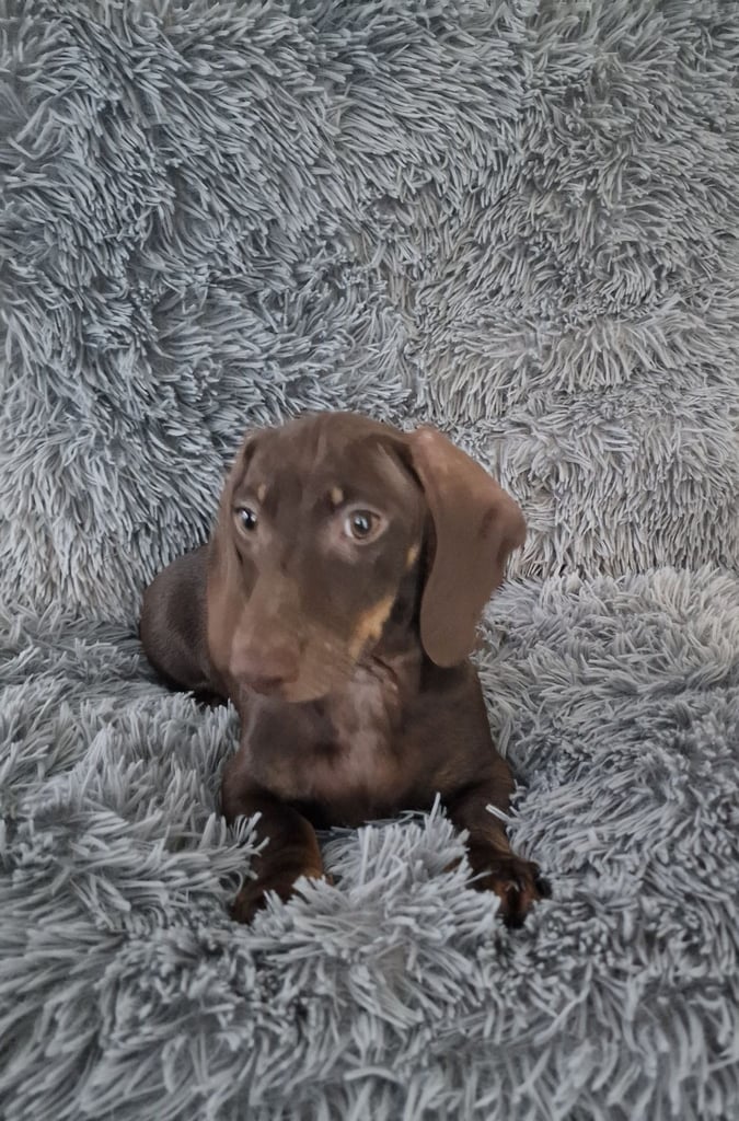 Miniture dachshund puppies 