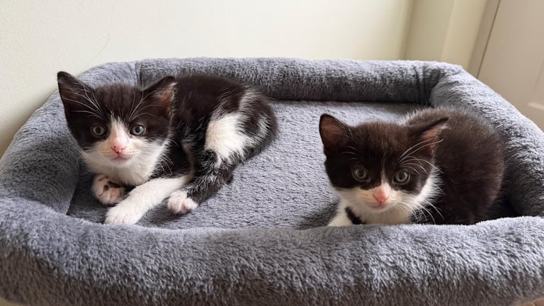Playful Kittens