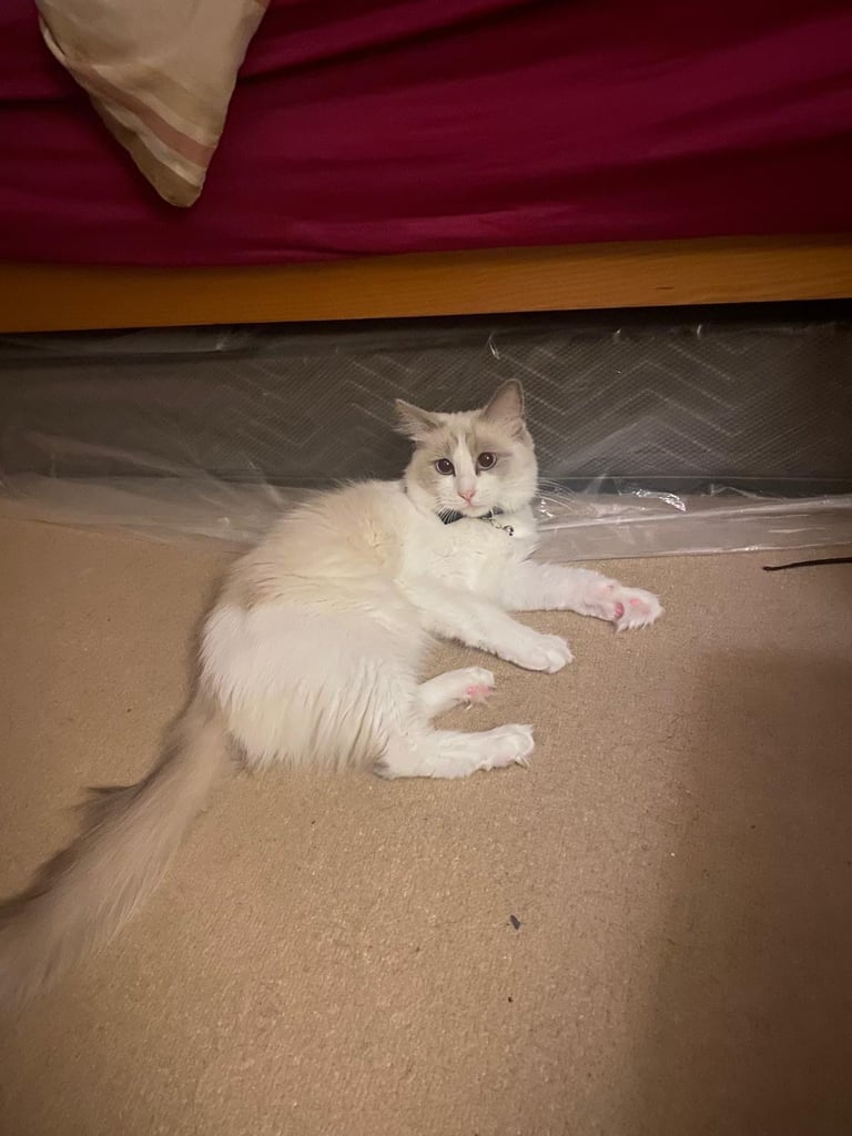 Female  Rag-doll 