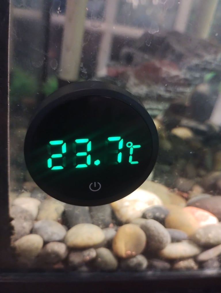 Pair of Musk Turtles with Tank, Lighting, Filter Pump, Heater, Thermometer and Accessories 