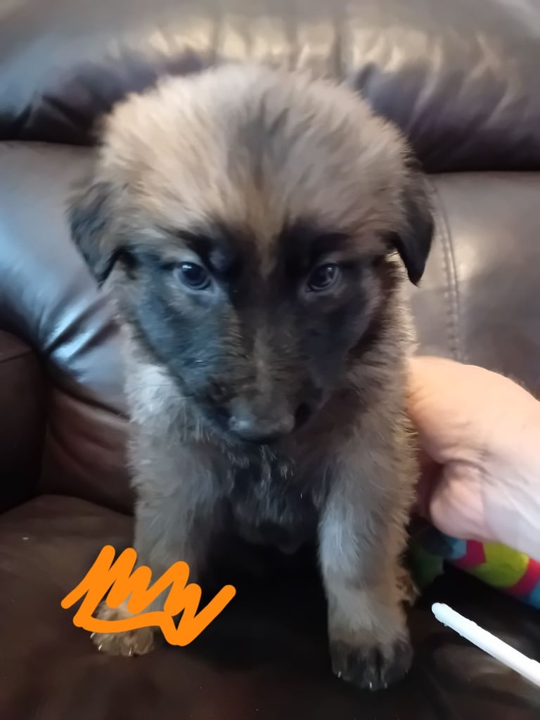 German Shepherd puppies 