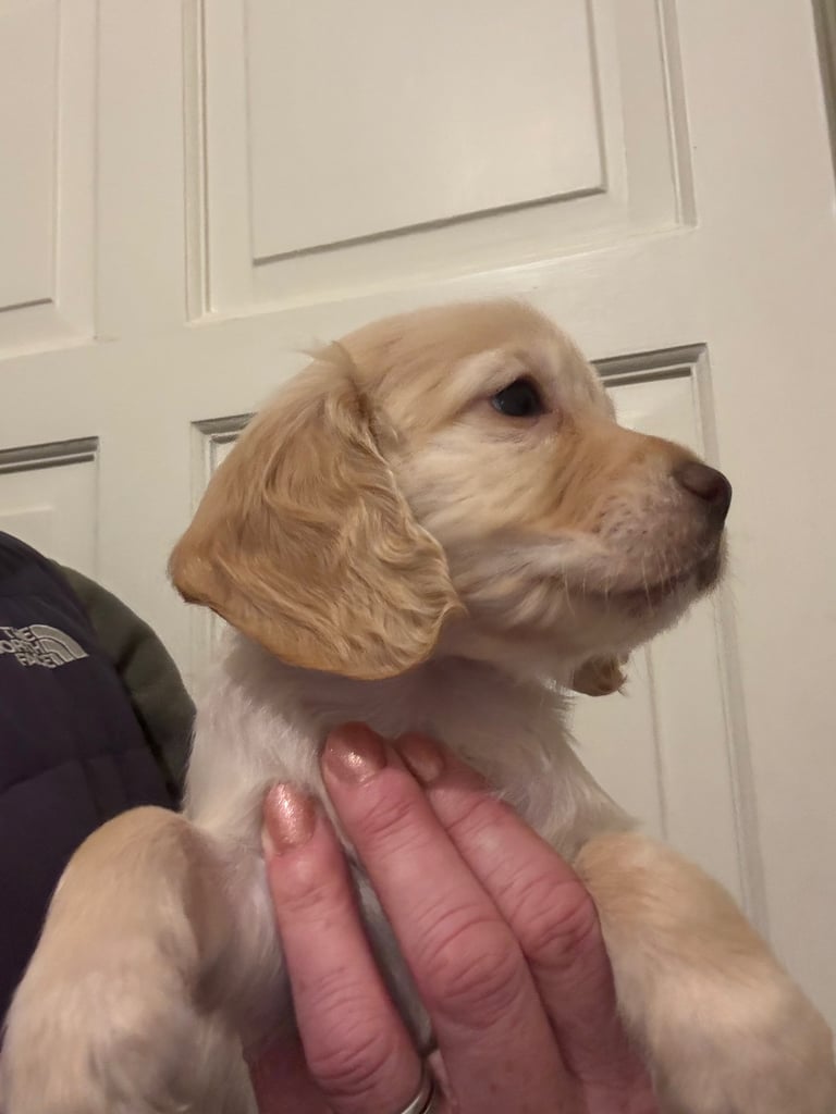 KC Cocker Spaniel Pups - ready to go sunday