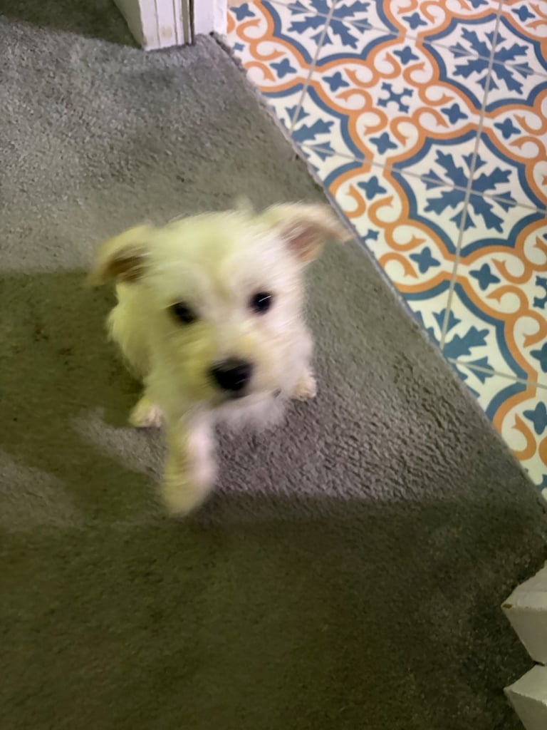 image for Puppy for sale Westiepoo 
