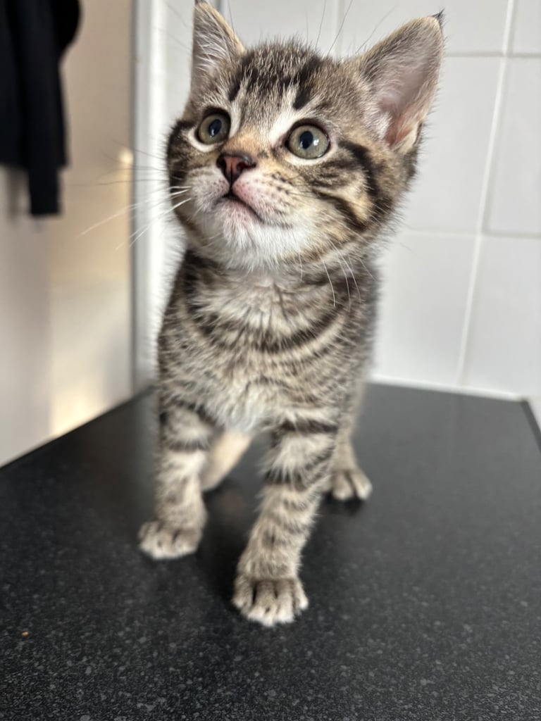 Male kitten 