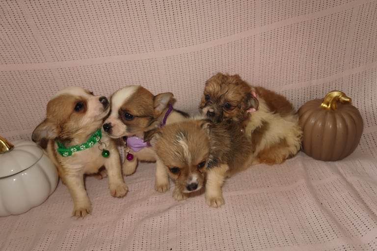 Shih Tzu cross Jack Russell puppies