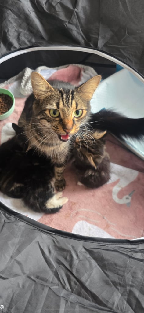 Adorable kittens mixed Maine Coon
