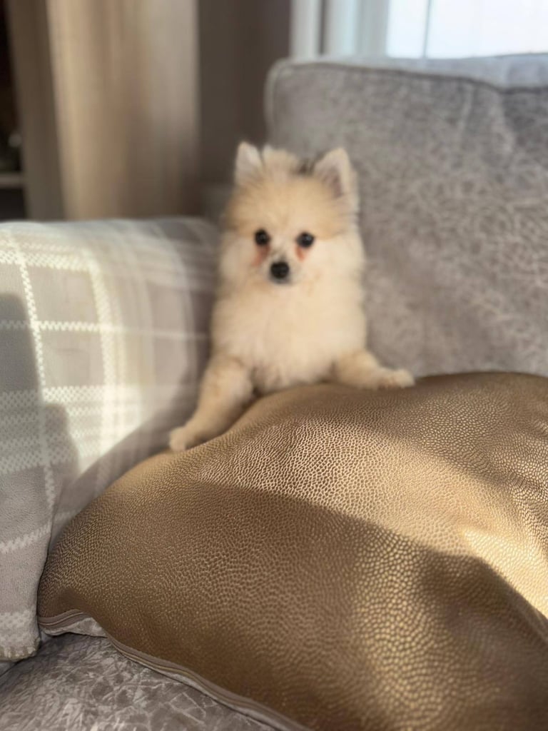 Miniature Pomeranian puppy 