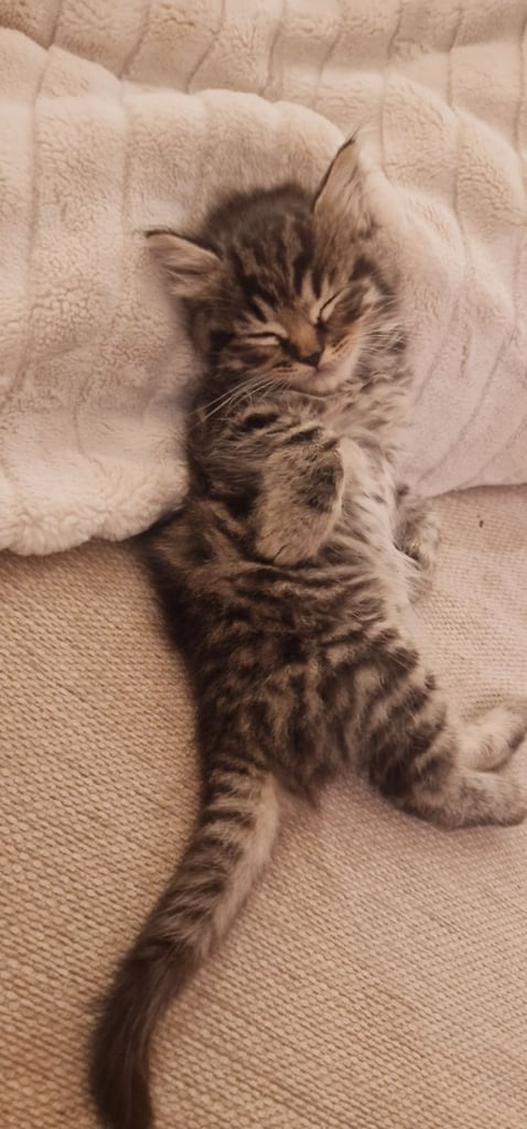 Beautiful, Affectionate Male Kitten - ready to go now