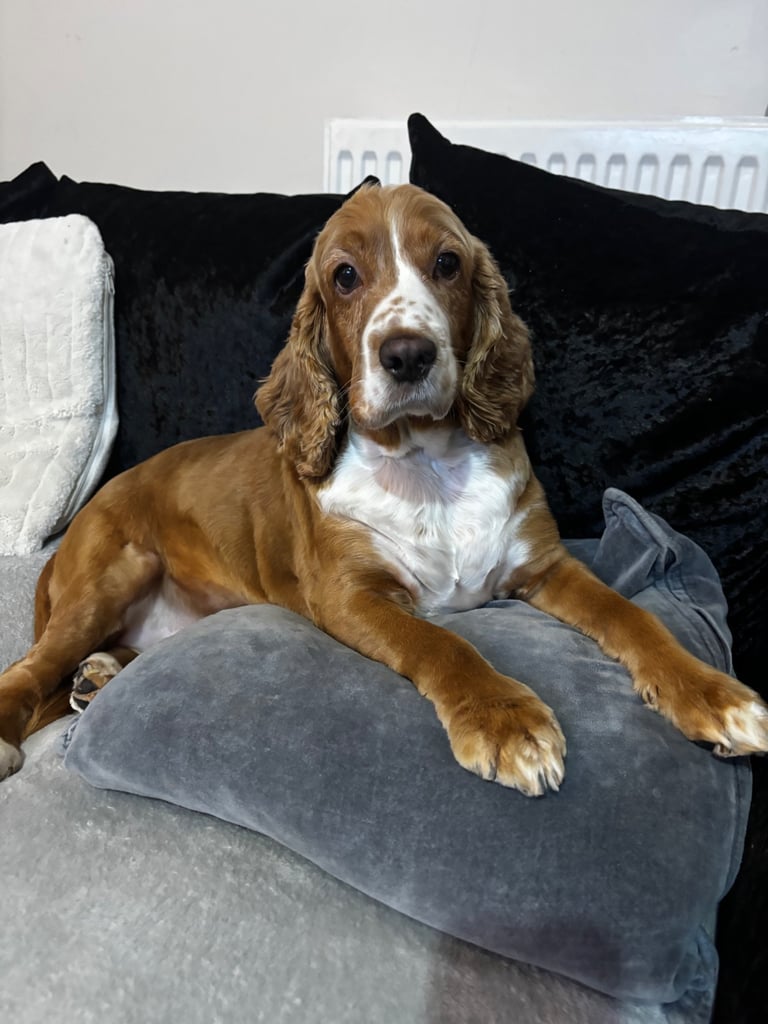 Female cocker spaniel 