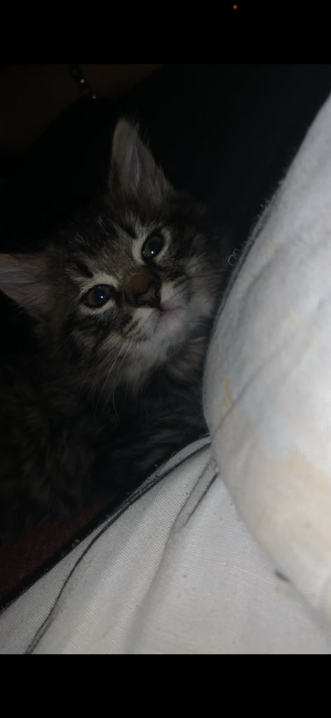 Adorable female kitten 