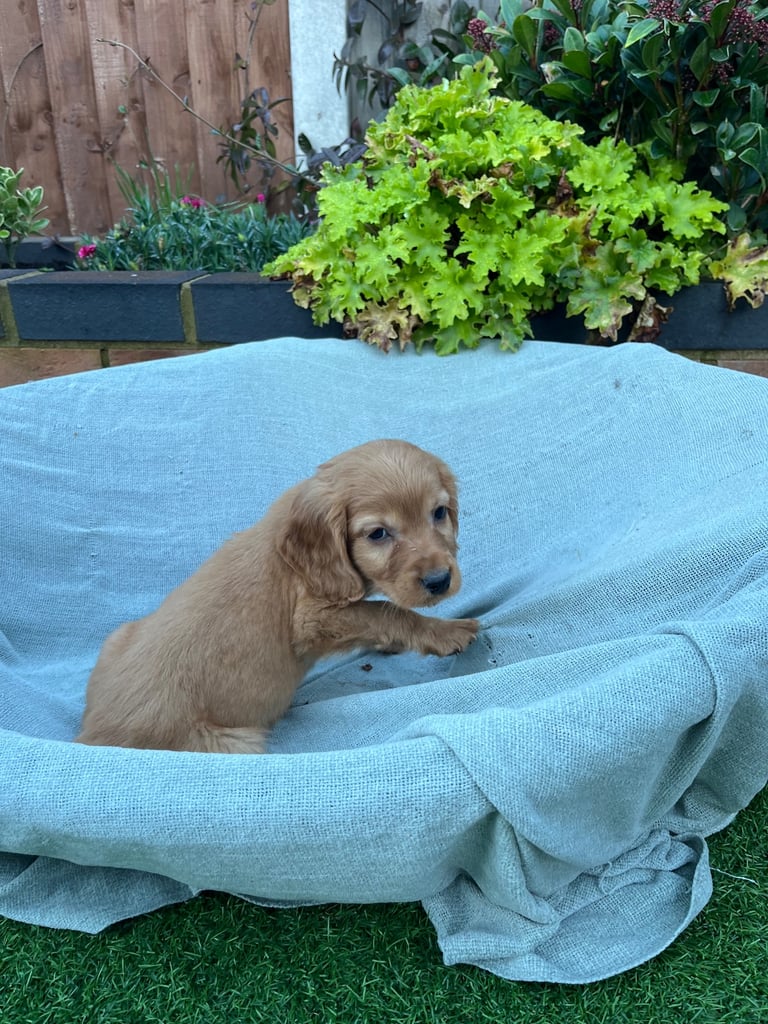 Six beautiful Cocker spaniel puppies