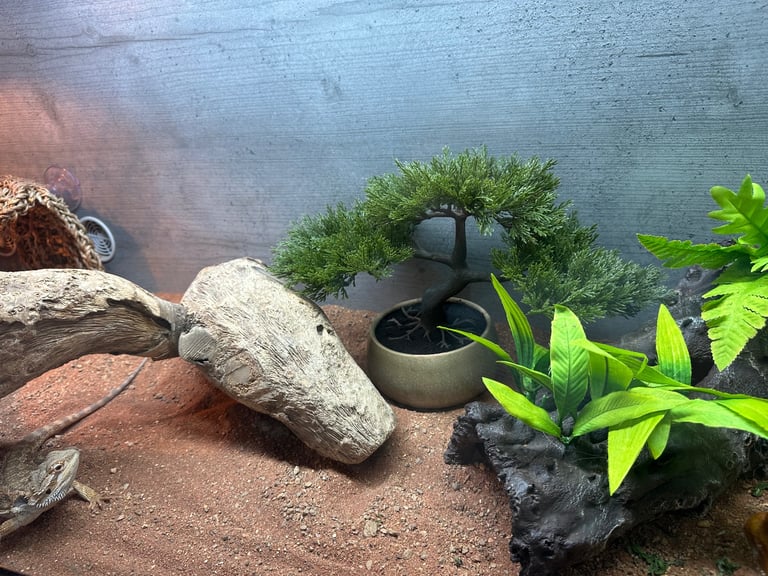 6 month male bearded dragon
