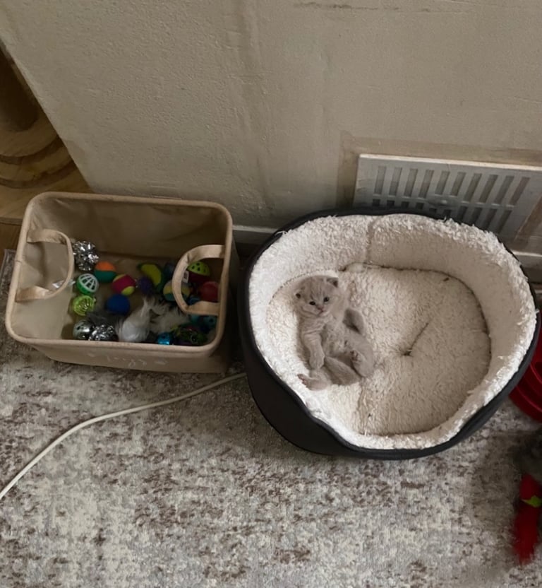 Beautiful chunky rare fawn Bsh boy 