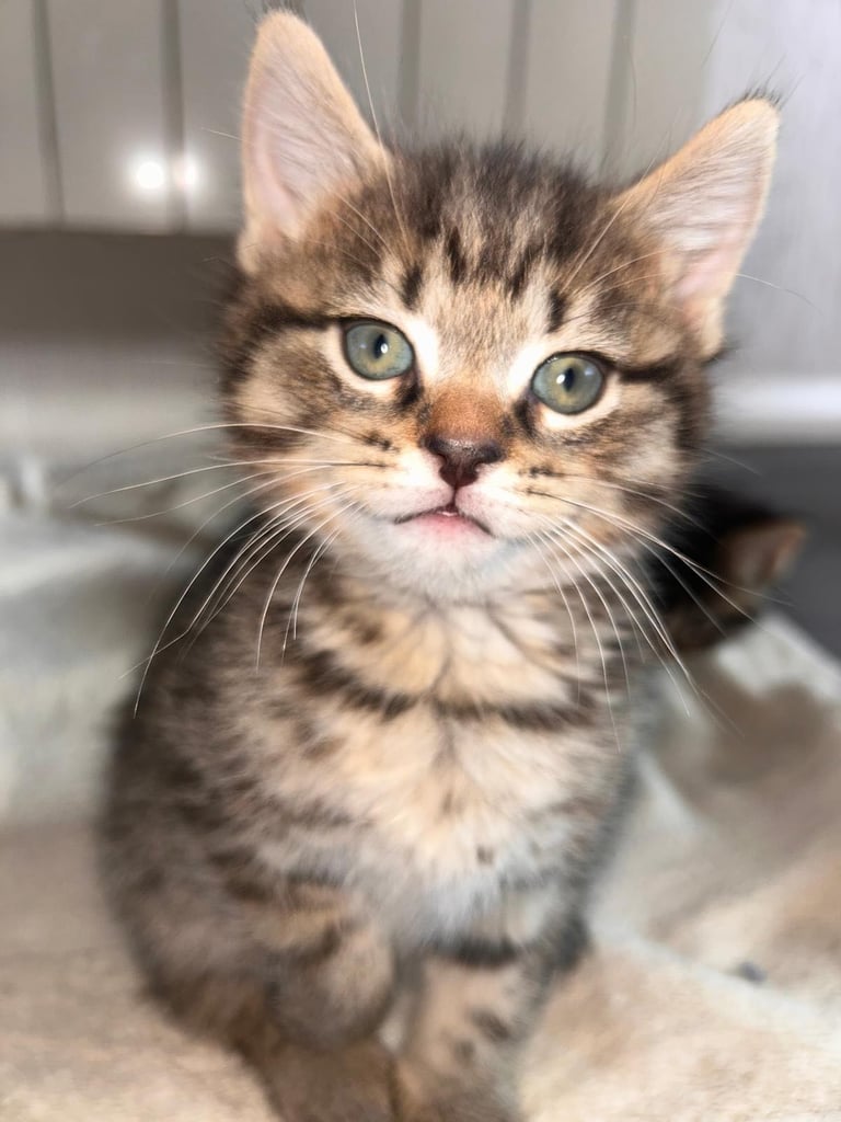 🐾 Adorable Kittens Looking for Their Forever Homes – 2 Girls & 3 Boys🐾