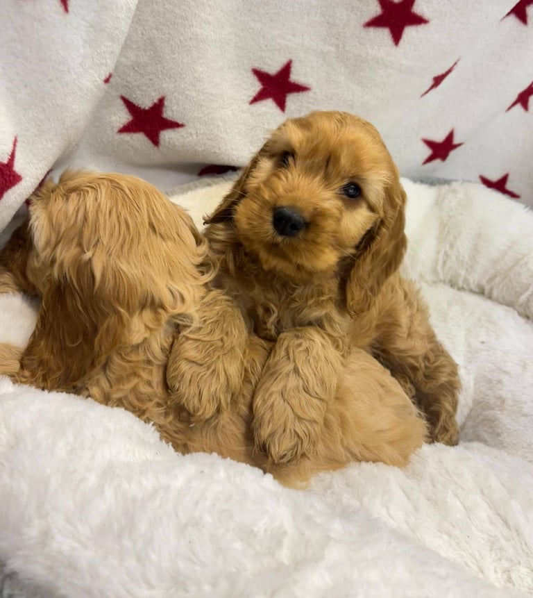 Cackapoo puppies for sale 