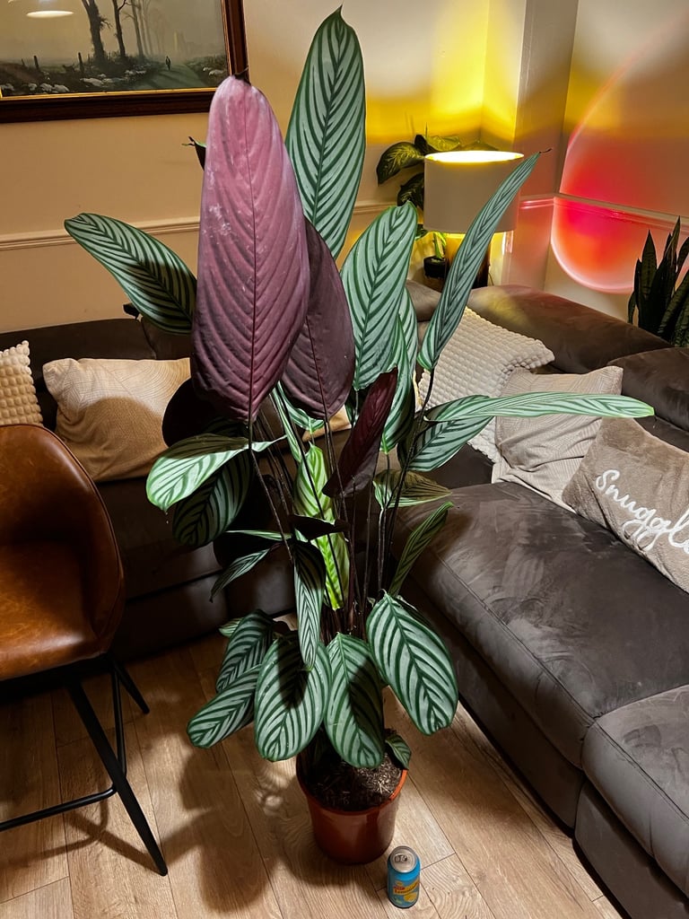 image for Large PrayerReal Plant Calathea indoor houseplant  can deliver 