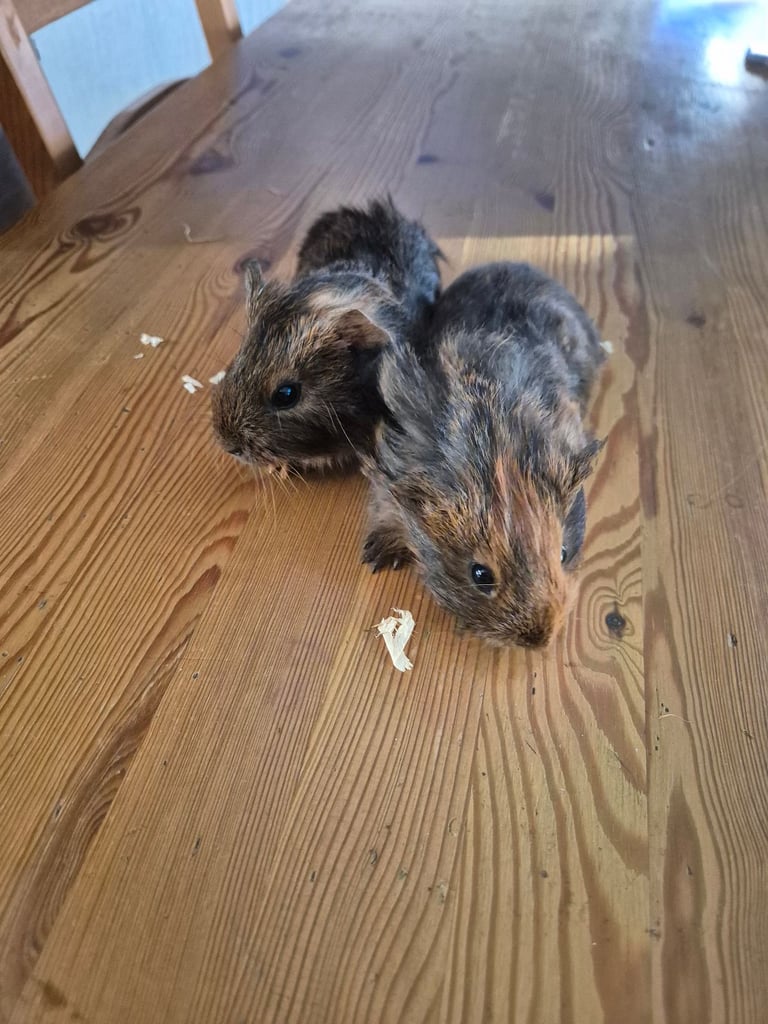 image for Guinea pig 