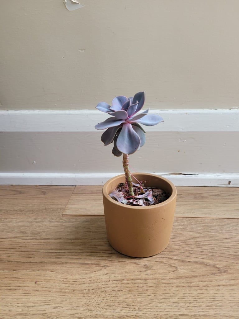 Flower pink succulent 