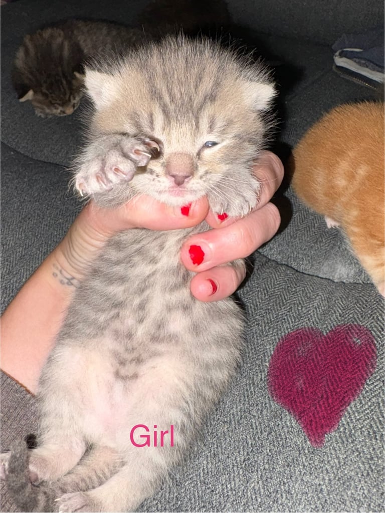 4 beautiful kittens for sale