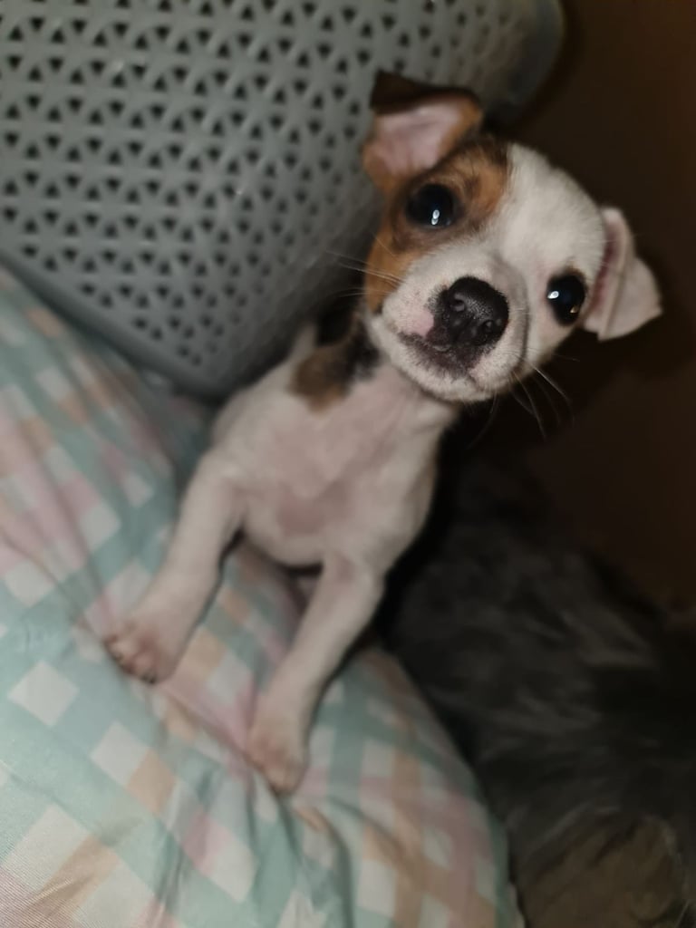 Miniture pomchi puppies 