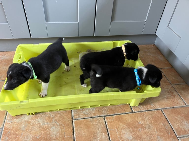 Border Collie Pups