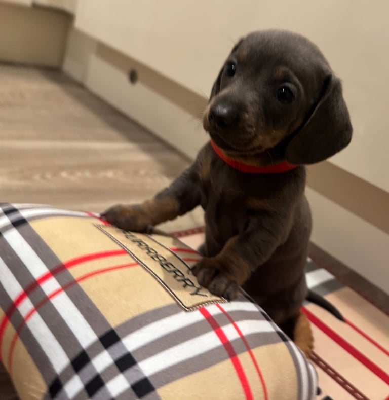 Miniature dachshund puppies