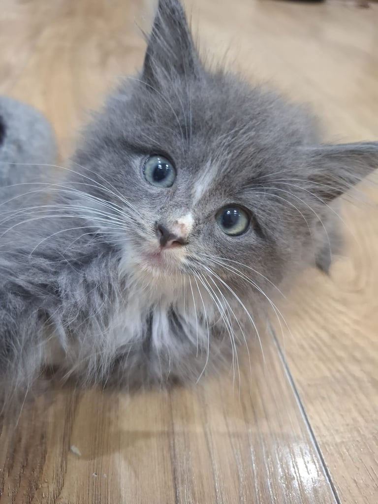 ✨ Maine Coon x Ragdoll Kittens for Sale ✨