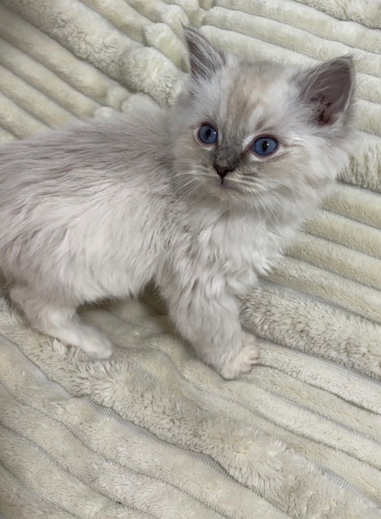 4 Gorgeous blue eyed half Siberian half Ragdoll