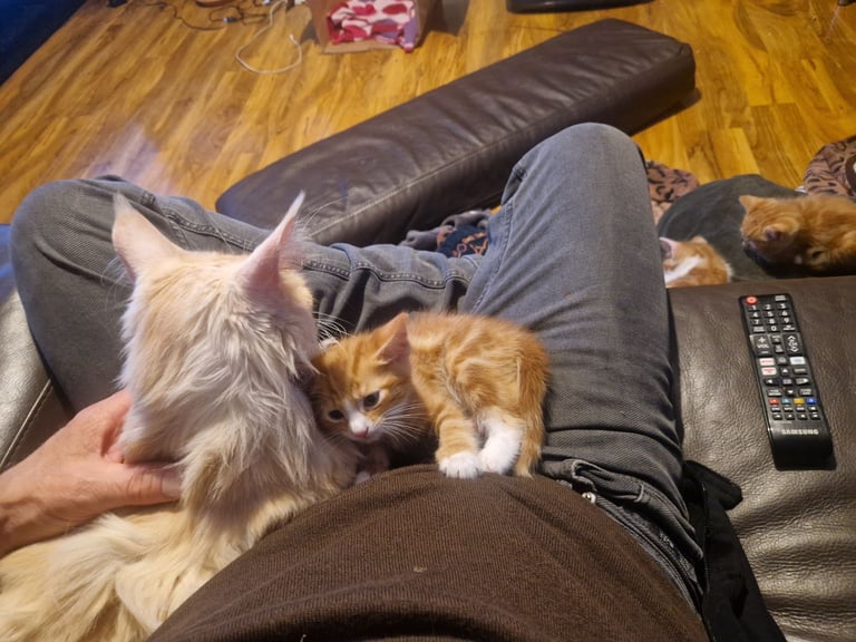 Siberian cross kittens