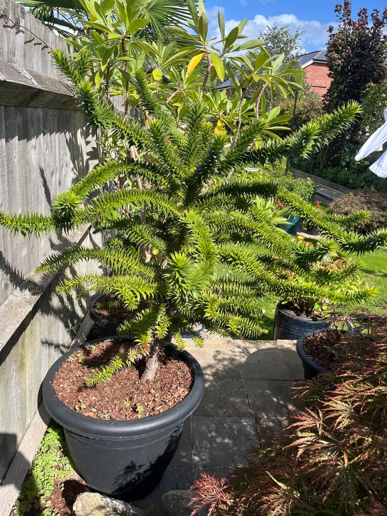 Monkey puzzle tree