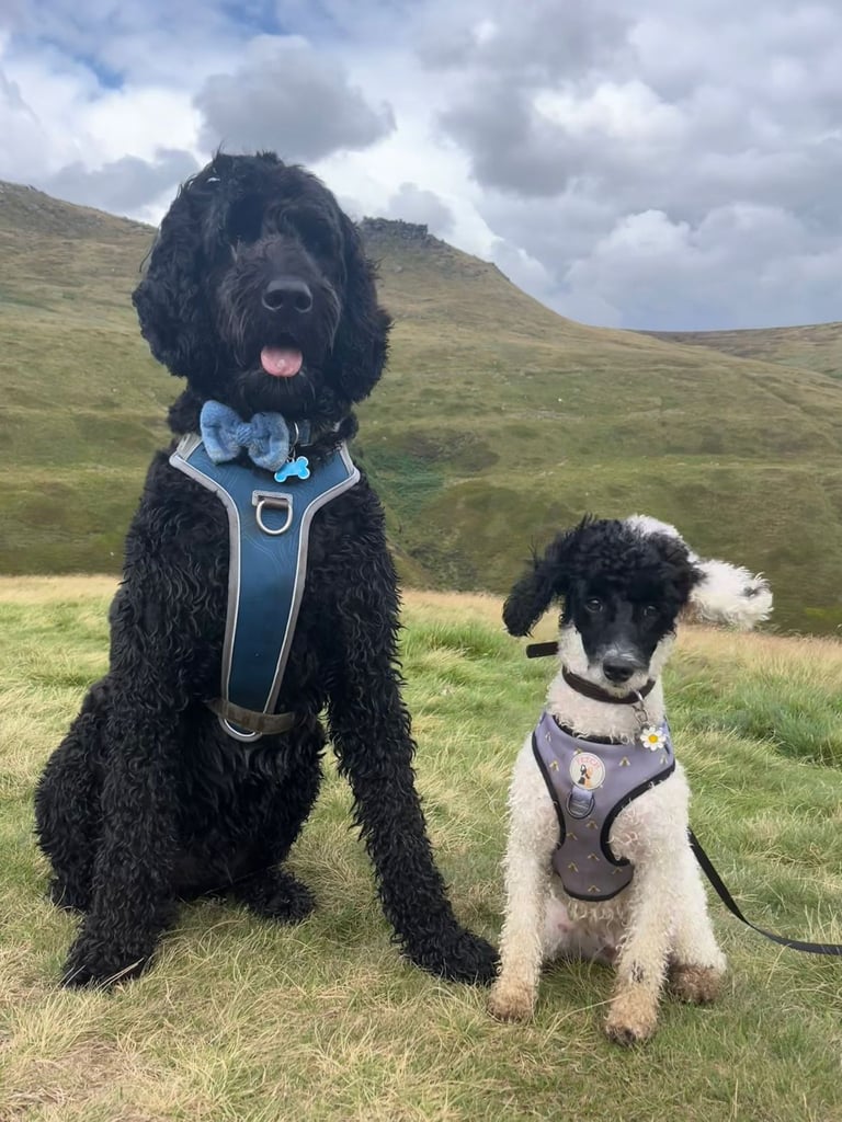 image for 🐾 Reliable Dog Walker & Pet Sitter in Great Barr! 🐕