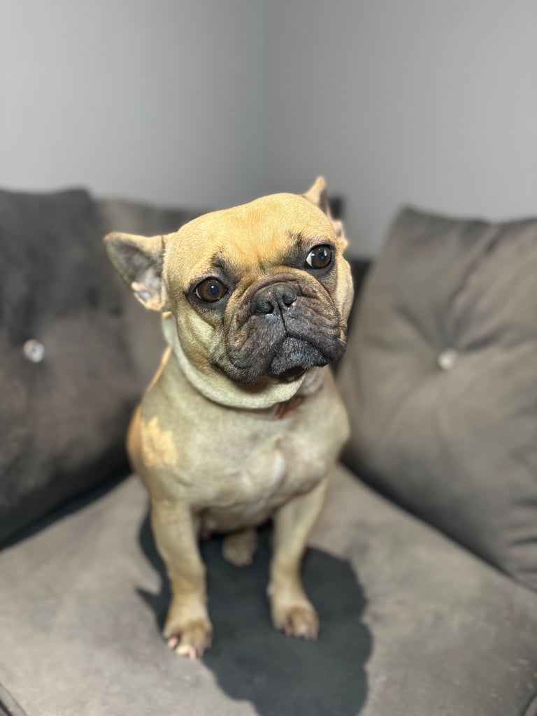 Female Frenchie for rehoming