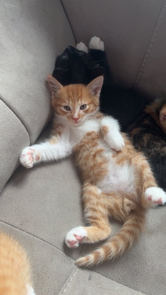 Adorable kittens for sale