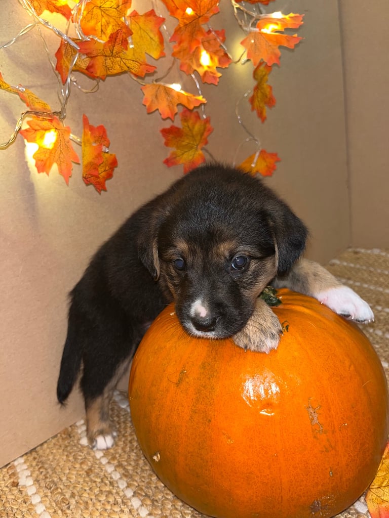 Labradors x Puppies for sale