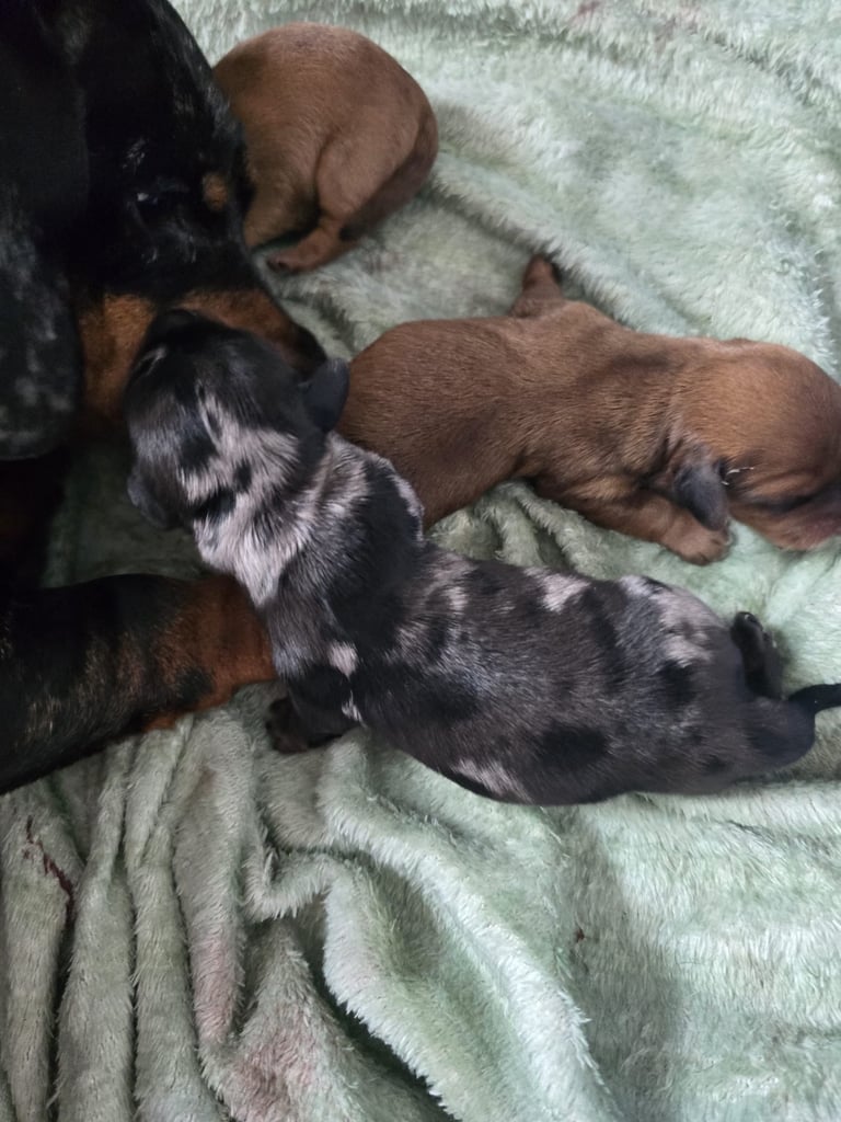 Miniature dachshund puppies