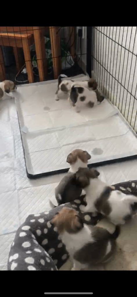 Shih tzu x chihuahua puppies 