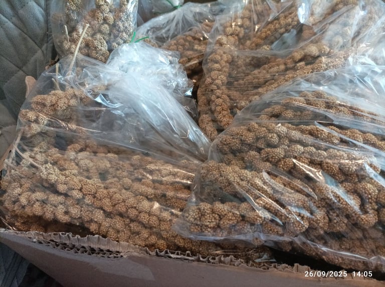 32 millet sprays for all aviary birds (12 per bag)  freshly bagged by me (last few)