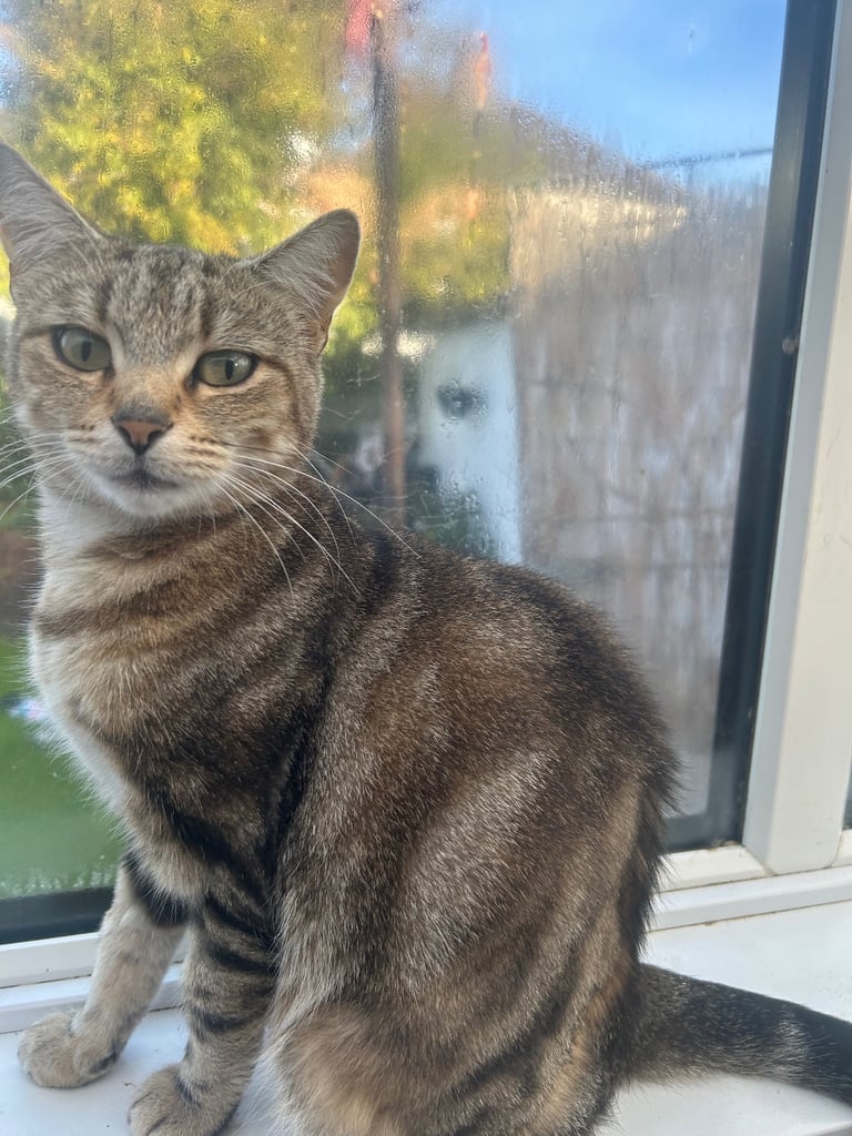 Female Cat Neutered and Microchipped