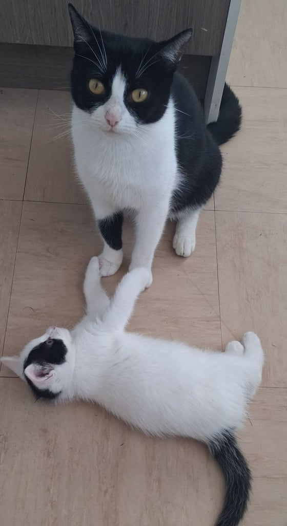 Kittens Beautiful one left black kitten girl  