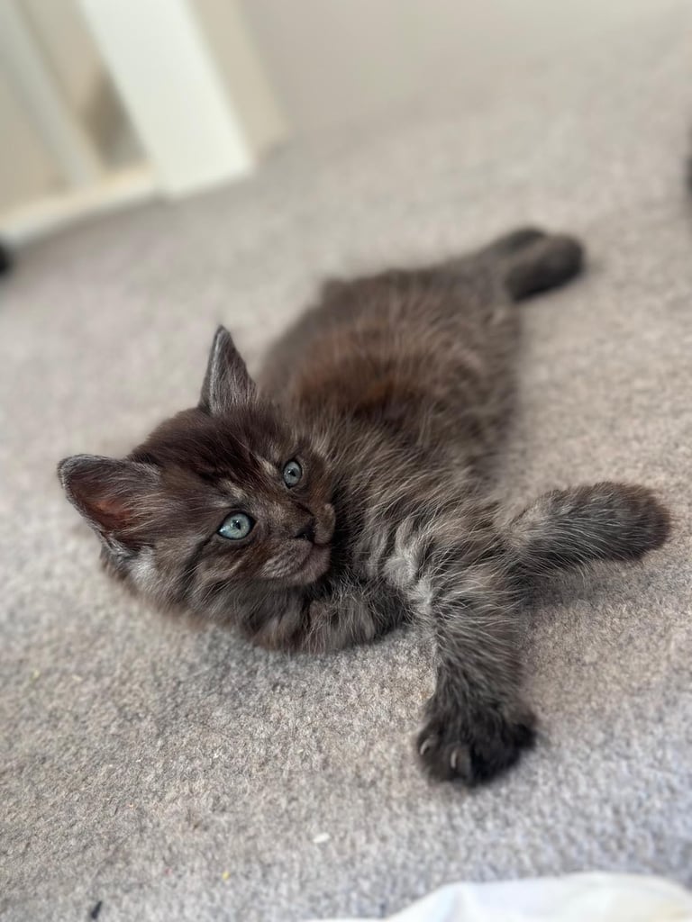 image for Short Hair Bengal Cat 