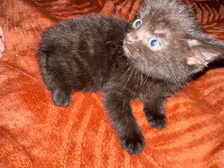 Kittens 