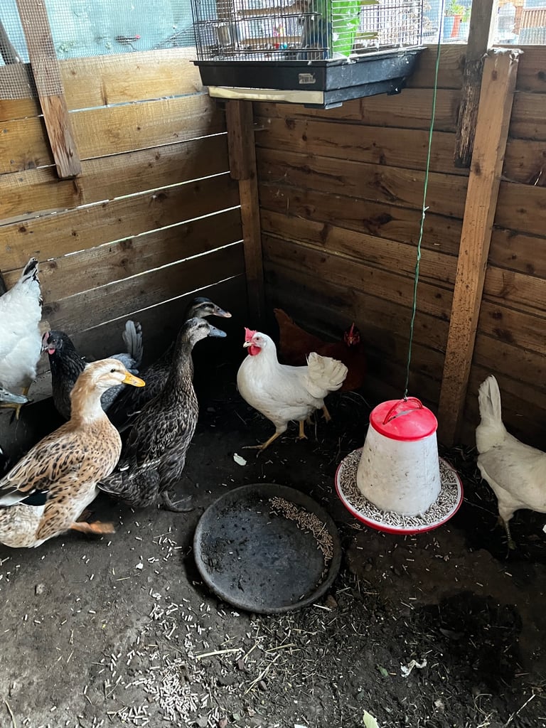 4 Ducks and 10 chickens 