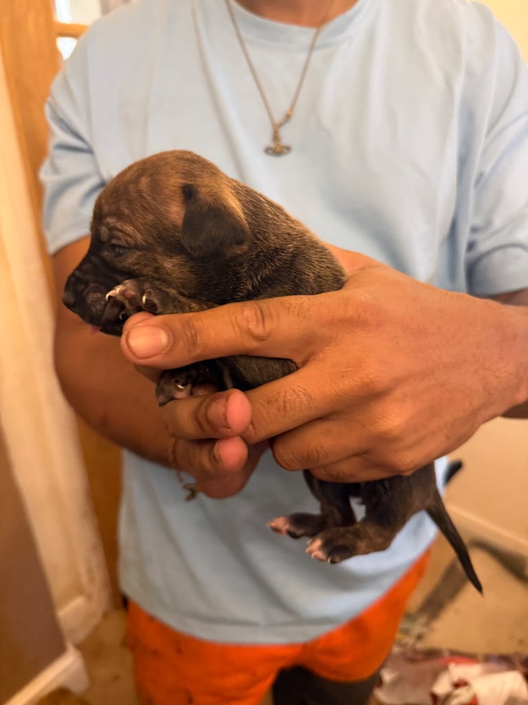 Dutch Herder x American Bully pups