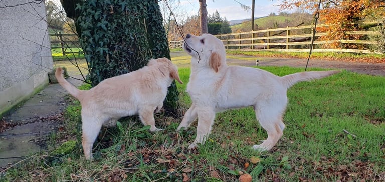 image for Purebred Pedigree Golden Retriever pups